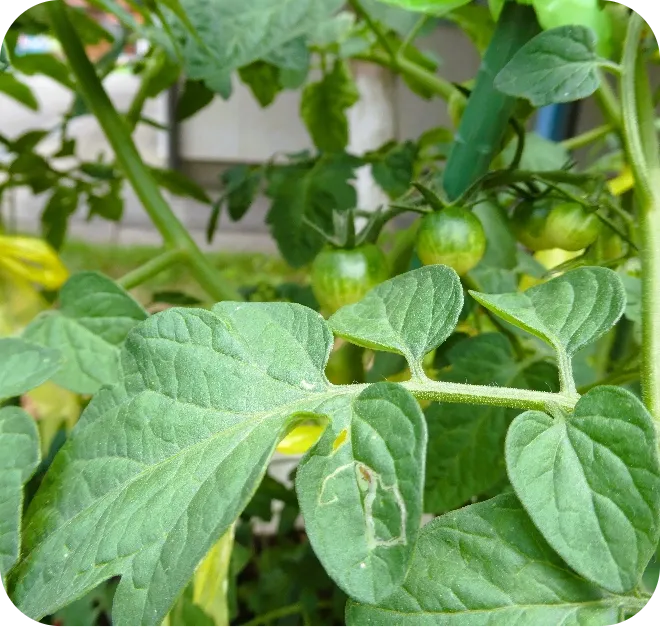 夏野菜