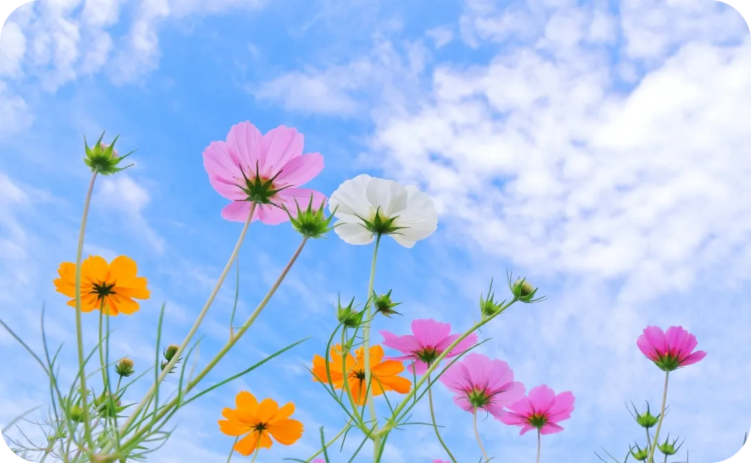 花