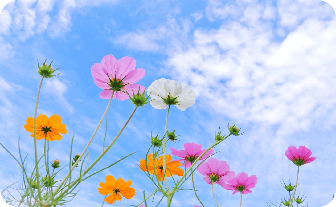 花の画像